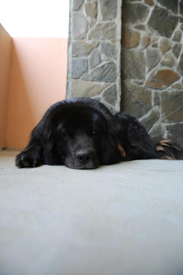 The Buransh Inn Almora Luaran gambar